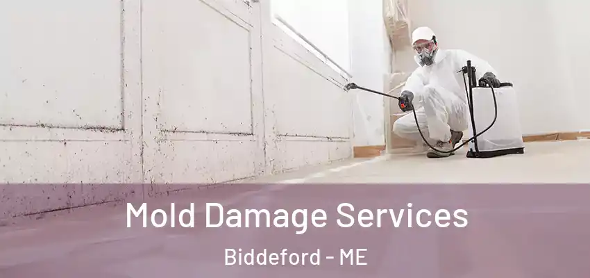  Mold Damage Services Biddeford - ME