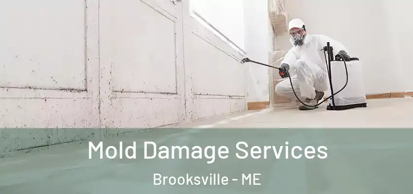  Mold Damage Services Brooksville - ME