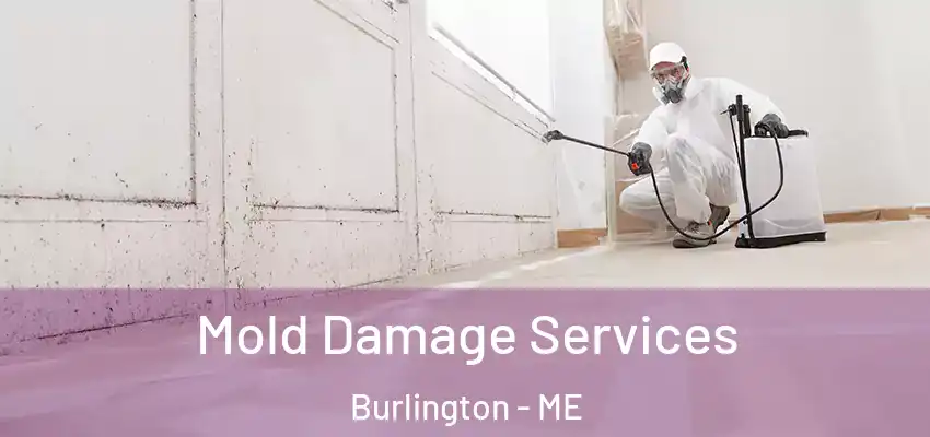  Mold Damage Services Burlington - ME