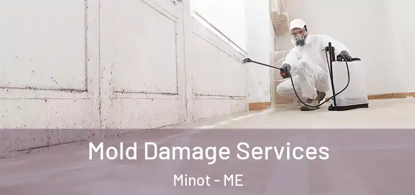  Mold Damage Services Minot - ME