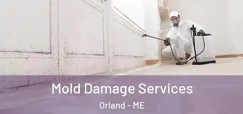 Mold Damage Services Orland - ME