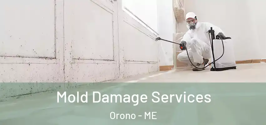 Mold Damage Services Orono - ME