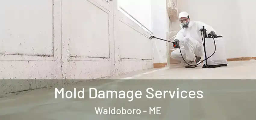  Mold Damage Services Waldoboro - ME