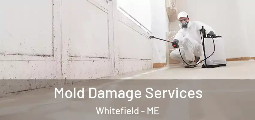  Mold Damage Services Whitefield - ME