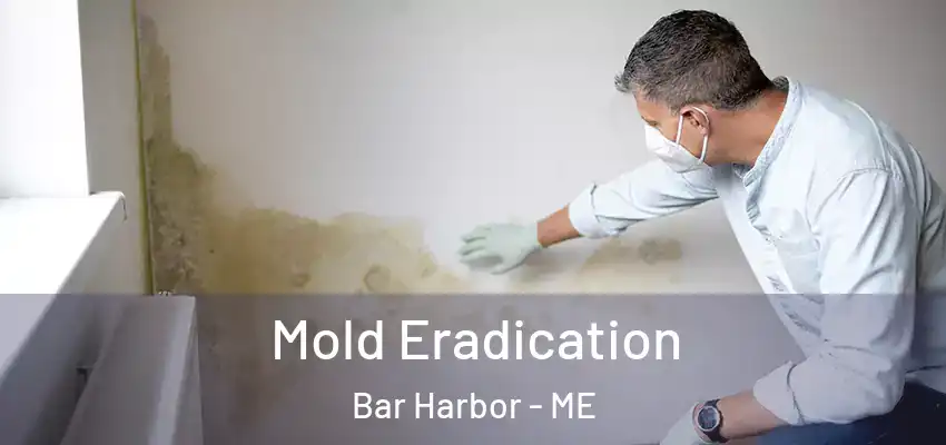  Mold Eradication Bar Harbor - ME
