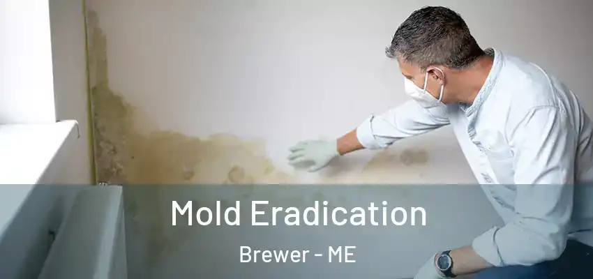  Mold Eradication Brewer - ME
