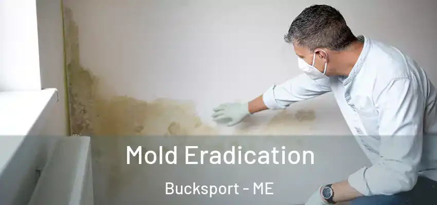  Mold Eradication Bucksport - ME
