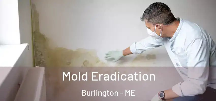 Mold Eradication Burlington - ME