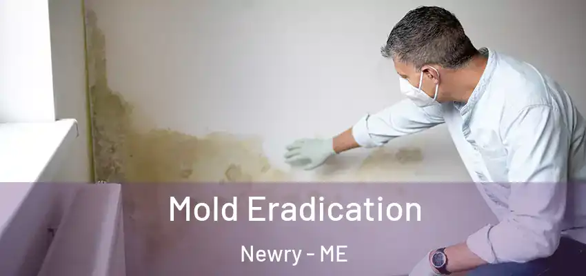 Mold Eradication Newry - ME