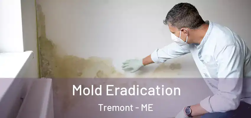 Mold Eradication Tremont - ME