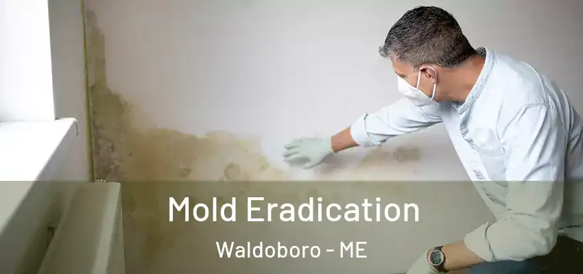  Mold Eradication Waldoboro - ME