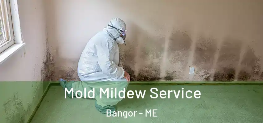  Mold Mildew Service Bangor - ME