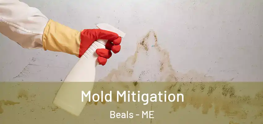  Mold Mitigation Beals - ME