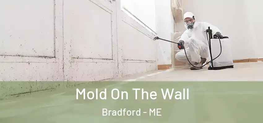 Mold On The Wall Bradford - ME