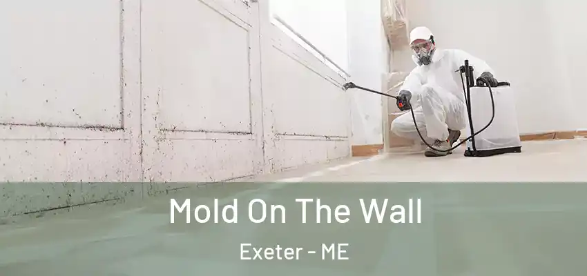  Mold On The Wall Exeter - ME