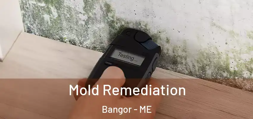  Mold Remediation Bangor - ME