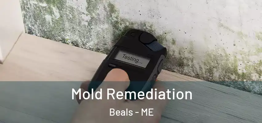 Mold Remediation Beals - ME