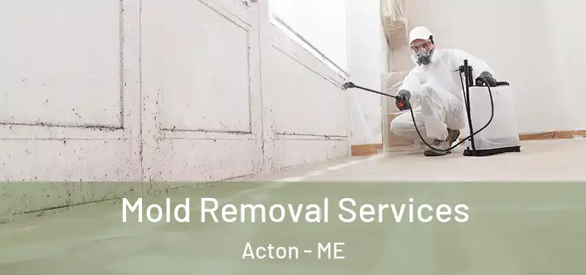  Mold Removal Services Acton - ME