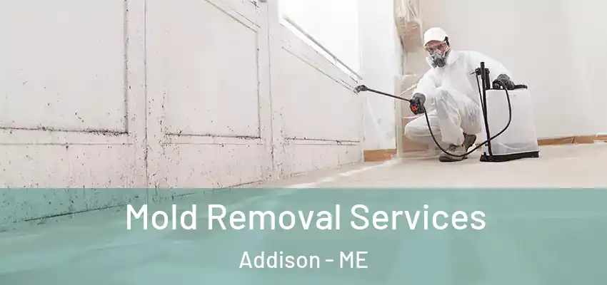  Mold Removal Services Addison - ME