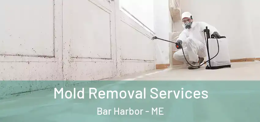  Mold Removal Services Bar Harbor - ME