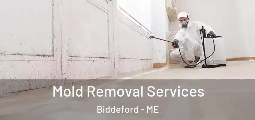  Mold Removal Services Biddeford - ME