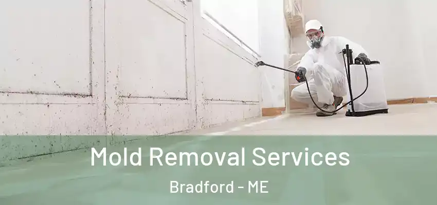  Mold Removal Services Bradford - ME