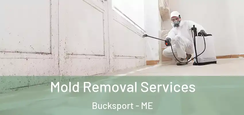 Mold Removal Services Bucksport - ME