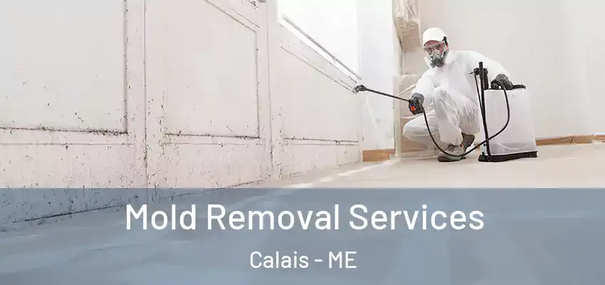  Mold Removal Services Calais - ME