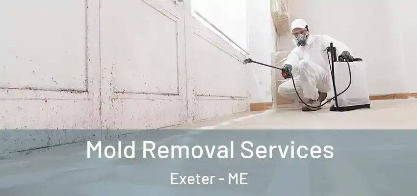 Mold Removal Services Exeter - ME