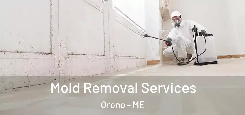  Mold Removal Services Orono - ME