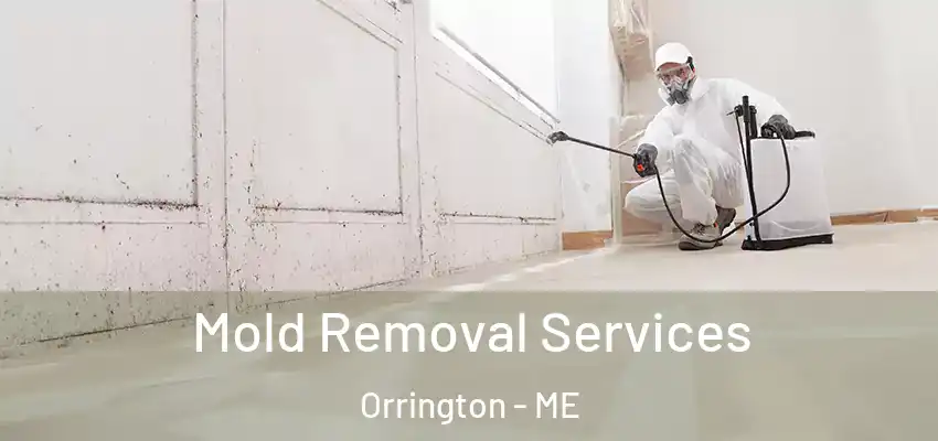 Mold Removal Services Orrington - ME