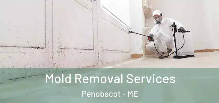  Mold Removal Services Penobscot - ME