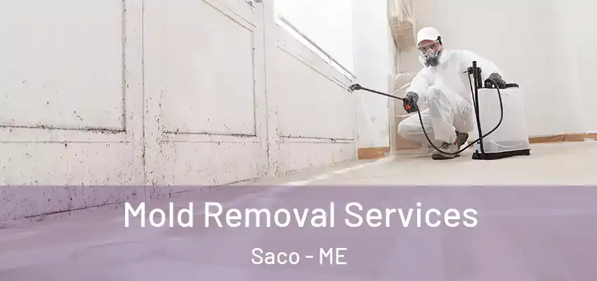  Mold Removal Services Saco - ME