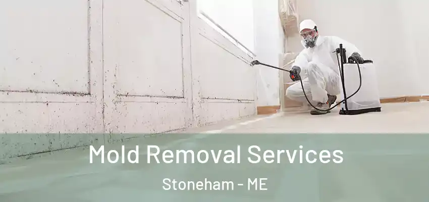 Mold Removal Services Stoneham - ME