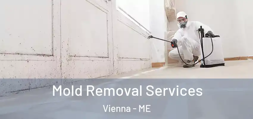  Mold Removal Services Vienna - ME