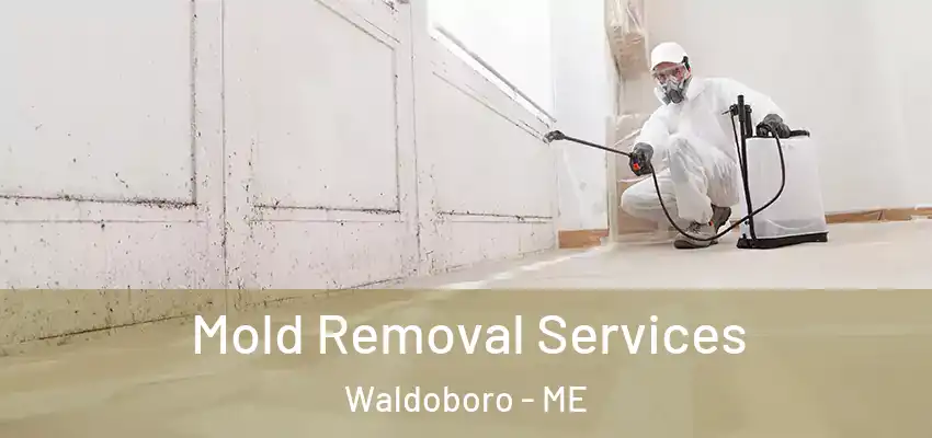  Mold Removal Services Waldoboro - ME